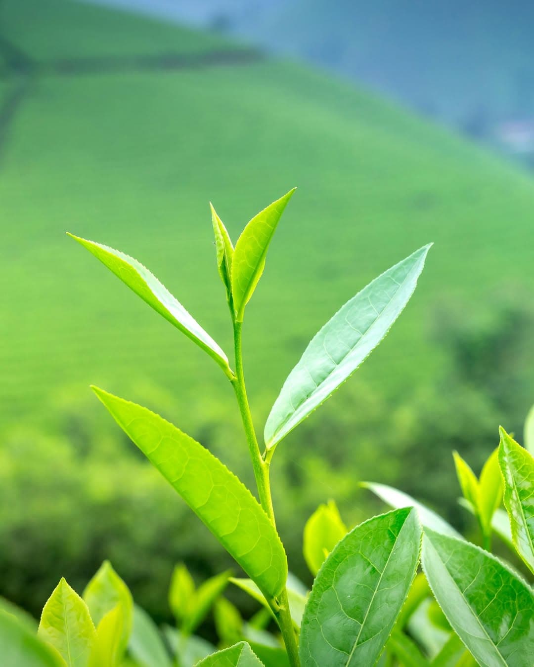 The Future of Health & Longevity