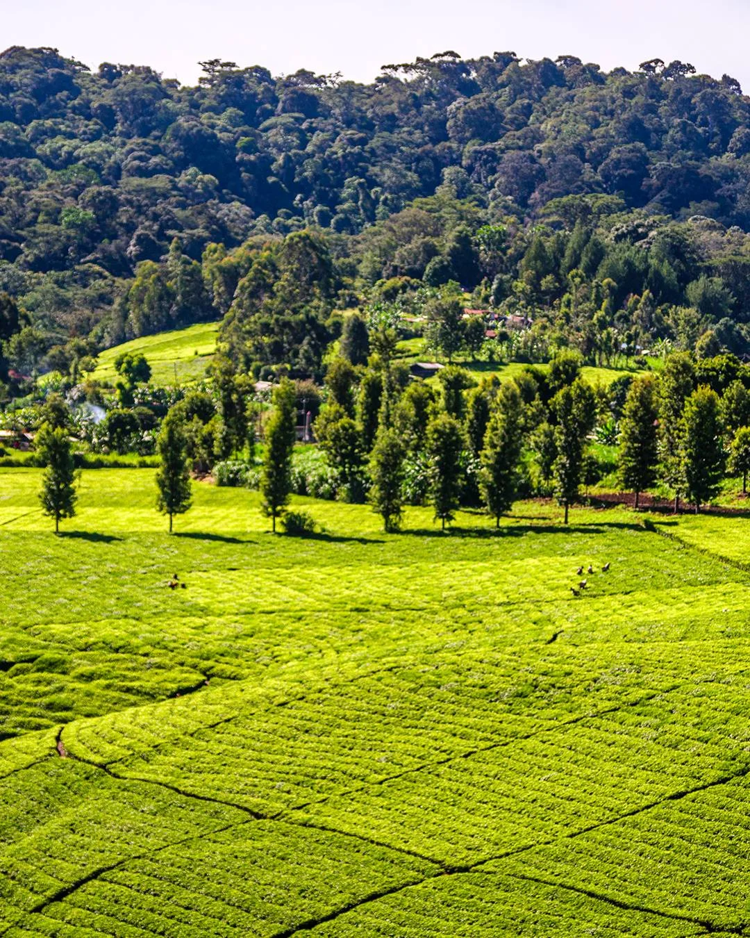Fusion Leaf tea estate aerial view